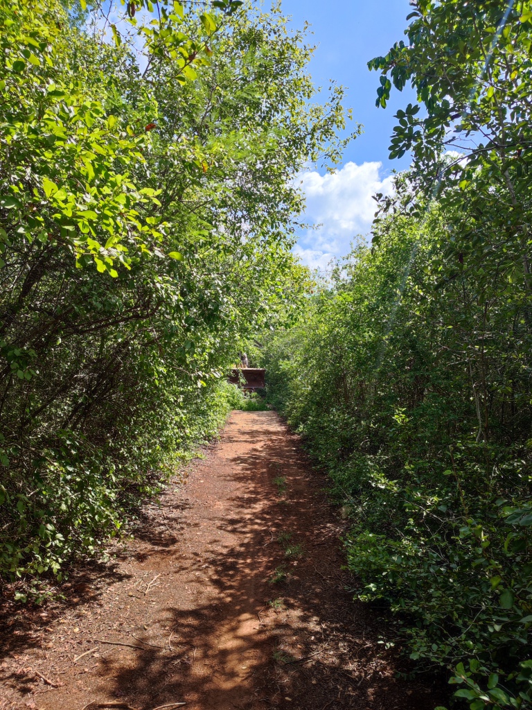Terreno Propiedad Privada en Venta en Seyé, Yucatán (1.2 Hectáreas)