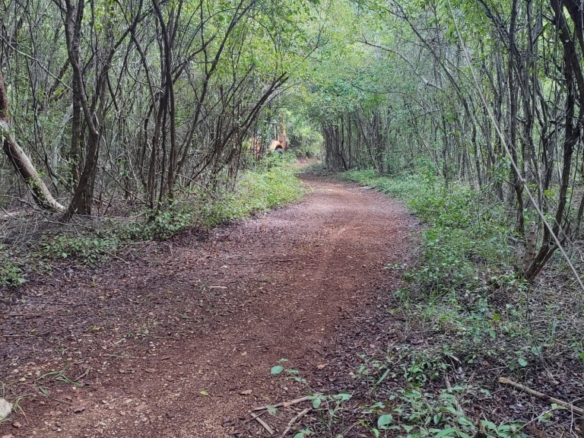Terreno Propiedad Privada en Venta en Seyé, Yucatán (1.2 Hectáreas)