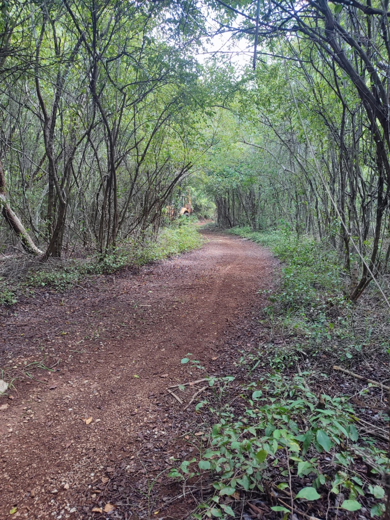 Terreno Propiedad Privada en Venta en Seyé, Yucatán (1.2 Hectáreas)